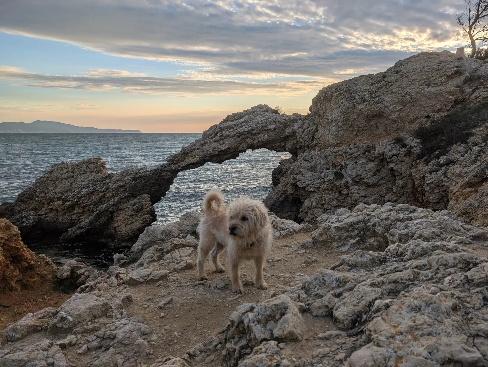 Hund vor einem Felsbogen am Meer